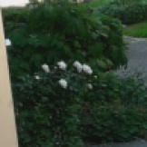2017.05.27 - endlich Frühling - weiße Rosen vorm Eingang